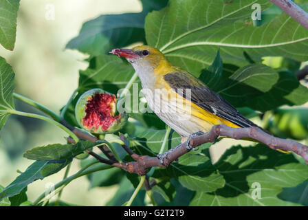 Weibliche Pirol Fütterung auf eine Fig-Frucht. Stockfoto