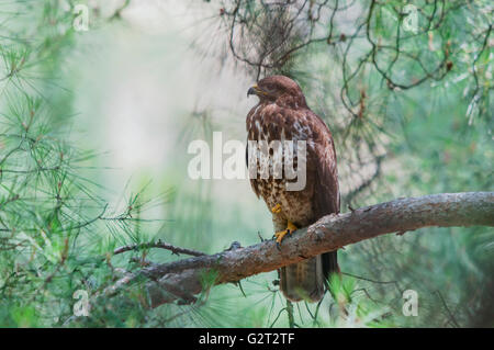 Ein Mäusebussard (Buteo Buteo) sitzt auf einem Tannenzweig auf einem Bein Stockfoto