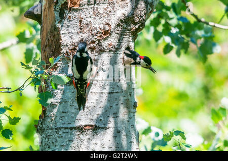 Ein paar große gefleckte Spechte an ihrem Nest. Das Männchen verlässt das Nest, während das Weibchen wartet zu betreten, um die jungen zu füttern Stockfoto