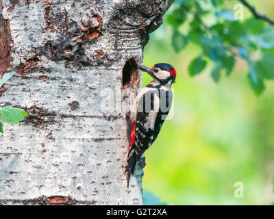 Ein männlicher Buntspecht (Dendrocopos großen) mit der Nahrung in den Mund für die Küken am Eingang von seinem nest Stockfoto