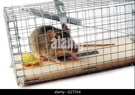 Schaufel oder Maus Falle mit einer Maus gefangen mit einem Stück Brot Stockfoto