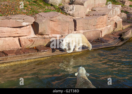 Eisbär mit Cub - Ursus maritimus Stockfoto