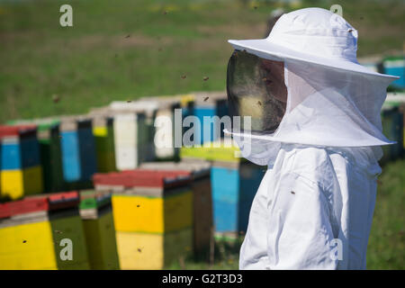 Horizontal in der Nähe des Imkers in weißem Schutz bis Anzug wacht über seine Bienenstöcke auf der grünen Wiese Stockfoto