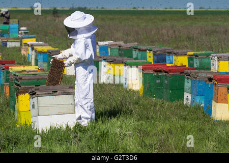 Horizontale Foto des Imkers in weißen Schutzanzuges wacht über seine Bienenstöcke auf der grünen Wiese Stockfoto