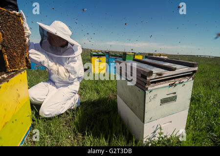 Horizontale Foto des Imkers in weißen Schutzanzuges wacht über seine Bienenstöcke auf der grünen Wiese Stockfoto