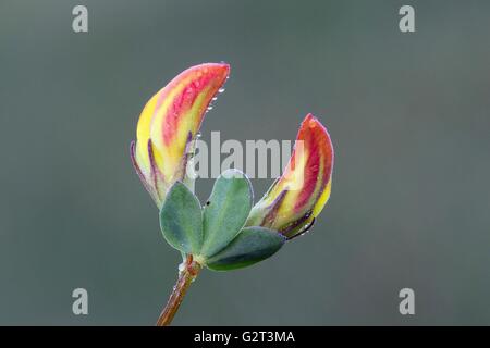 Weit verbreiteter Vogelarten Fuß Dreiblatt Blütenknospen Stockfoto