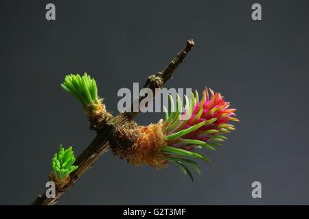 Lärche, rote weibliche Blüte Stockfoto