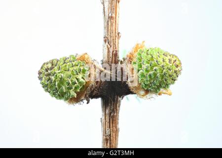 Lärche, grüne männliche Blüten Stockfoto