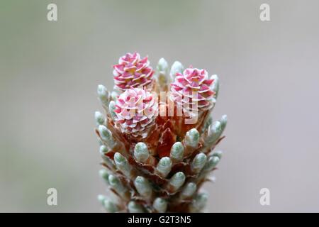 Blühende Latschenkiefer (Pinus Mugo) Stockfoto