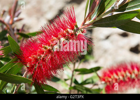 Roten Flaschenbürste Blumen closeup Stockfoto