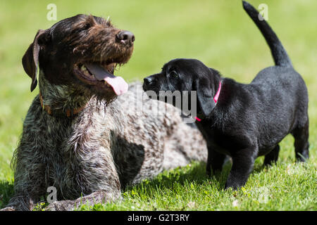 Einen Erwachsenen deutschen Wirehair Pointer und ein schwarzer Labrador-Welpe Stockfoto