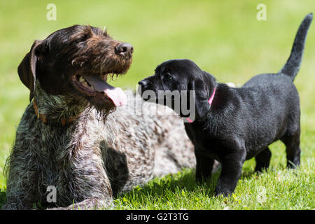 Einen Erwachsenen deutschen Wirehair Pointer und ein schwarzer Labrador-Welpe Stockfoto