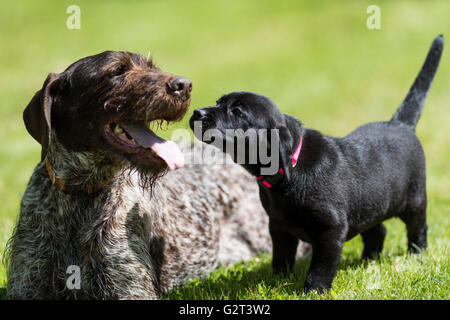 Einen Erwachsenen deutschen Wirehair Pointer und ein schwarzer Labrador-Welpe Stockfoto