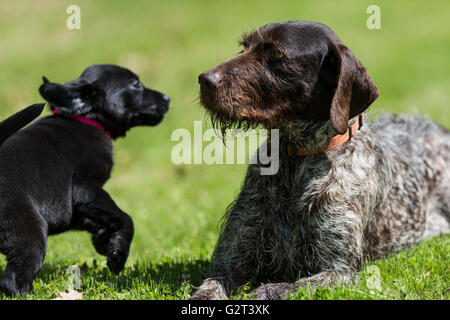 Einen Erwachsenen deutschen Wirehair Pointer und ein schwarzer Labrador-Welpe Stockfoto