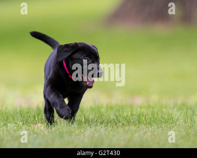 Einen laufenden schwarze Labrador Welpen Stockfoto
