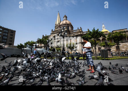 Tauben fliegen in der Nähe von Downtown, der historischen Guadalajara, Jalisco, Mexiko Stockfoto