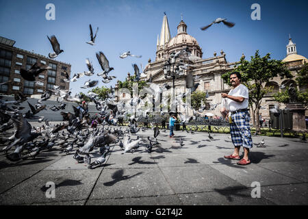 Tauben fliegen in der Nähe von Downtown, der historischen Guadalajara, Jalisco, Mexiko Stockfoto