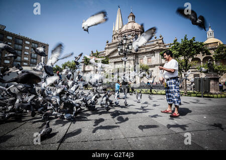 Tauben fliegen in der Nähe von Downtown, der historischen Guadalajara, Jalisco, Mexiko Stockfoto