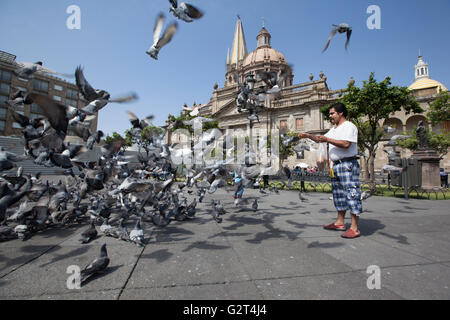 Tauben fliegen in der Nähe von Downtown, der historischen Guadalajara, Jalisco, Mexiko Stockfoto