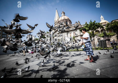 Tauben fliegen in der Nähe von Downtown, der historischen Guadalajara, Jalisco, Mexiko Stockfoto