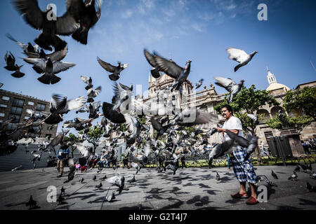 Tauben fliegen in der Nähe von Downtown, der historischen Guadalajara, Jalisco, Mexiko Stockfoto