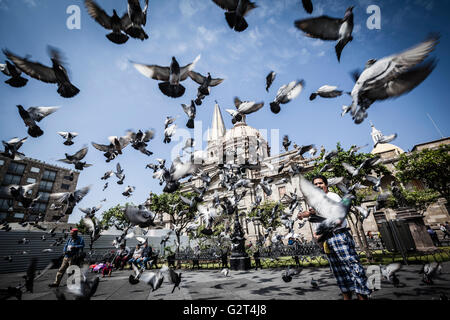 Tauben fliegen in der Nähe von Downtown, der historischen Guadalajara, Jalisco, Mexiko Stockfoto