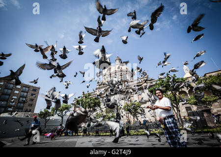 Tauben fliegen in der Nähe von Downtown, der historischen Guadalajara, Jalisco, Mexiko Stockfoto