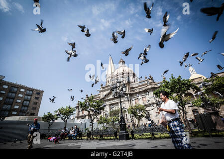 Tauben fliegen in der Nähe von Downtown, der historischen Guadalajara, Jalisco, Mexiko Stockfoto