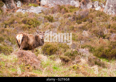 Ein einsamer Rotwild Hirsch, Cervus Elaphus, Wester Ross Hanglage in den schottischen Highlands. Stockfoto