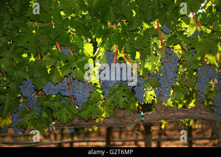 Reifen Trauben am Rebstock Groth Weinberge und Winery Napa Valley in Oakville, Kalifornien. Stockfoto