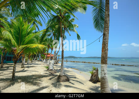 Palmen auf der Insel Carenero in Bocas Del Toro, Panama Stockfoto