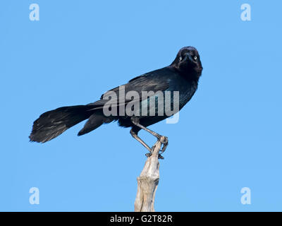 Boot-angebundene Grackle Blick in die Kamera Stockfoto