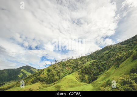 Hügeln und hohen Palmen im Cocora-Tal in der Nähe von Salento, Kolumbien Stockfoto