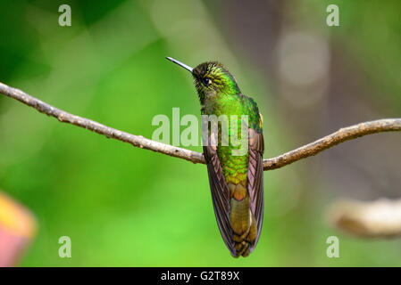 Kolibris im Cocora-Tal in der Nähe von Salento in Kolumbien Stockfoto