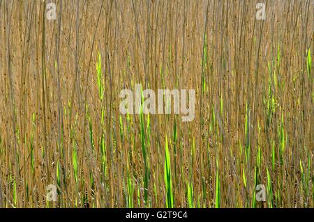 Abstrakte Muster der gemeinsamen Reed Grass Phragmites Australis beleuchtet zurück Stockfoto