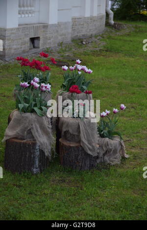 Die 2016 Tulpe und theatralisch Festival auf der Yelagin Insel Central Park in Sankt Petersburg Stockfoto