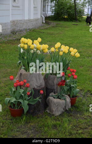 Die 2016 Tulpe und theatralisch Festival auf der Yelagin Insel Central Park in Sankt Petersburg Stockfoto