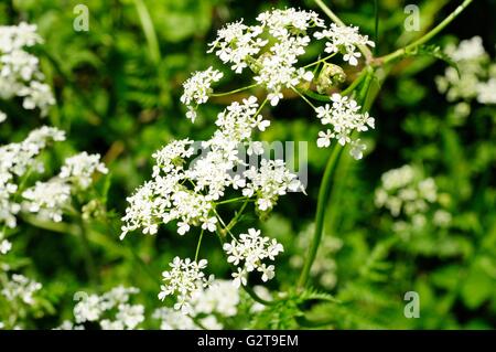 Kuh-Petersilie oder wilden Kerbel Anthriscus sylvestris Stockfoto