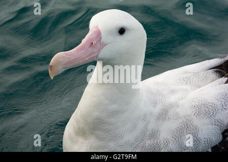 Wanderalbatros schwimmen auf den Pazifischen Ozean in der Nähe der Küste von Kaikoura in Neuseeland. Stockfoto