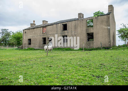 Ein verfallenes Haus mitten in einem Feld mit einem Schaf und Shetlandpony Fütterung auf dem Rasen. Stockfoto