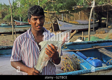 Traditionelle Fischer von Siridao Beach, Goa, Indien, zeigt frisch Hai Fisch gefangen. Stockfoto