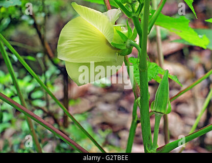 Unreife Lady Finger und Blume in einem Gemüsegarten. Auch genannt Okra. Gehört zur Untergruppe der Malvceae. Stockfoto
