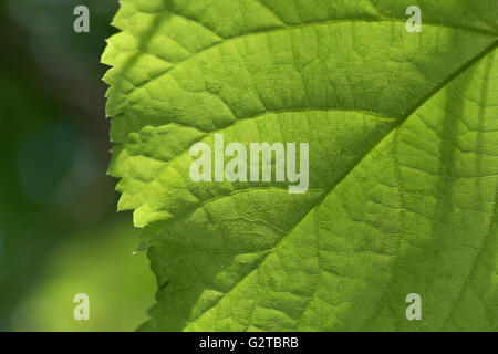 Junges Blatt des Baumes, von Sonnenstrahlen beleuchtet Stockfoto