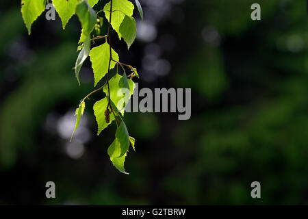 Junges Blatt des Baumes, von Sonnenstrahlen beleuchtet Stockfoto