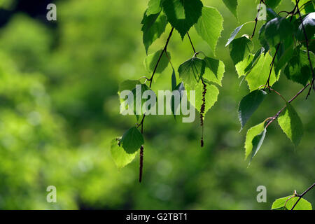 Junges Blatt des Baumes, von Sonnenstrahlen beleuchtet Stockfoto