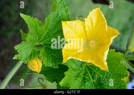 Gelben Stempel Blumen eines Benincasa Hispida oder Wintermelone Blüte Vine Stockfoto