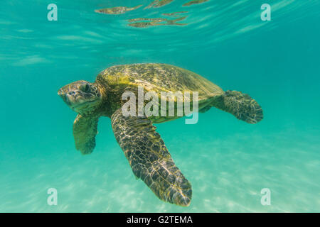 Ein Unterwasser Nahaufnahme eine hawaiianische grüne Meeresschildkröte im Ozean in die Kamera schaut. Stockfoto