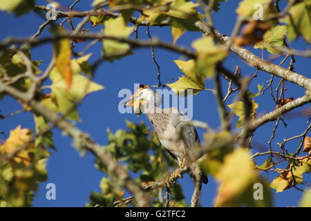 Grau konfrontiert Reiher am Baum Stockfoto