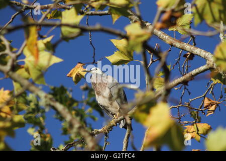 Grau konfrontiert Heron auf Niederlassung des Baums Stockfoto