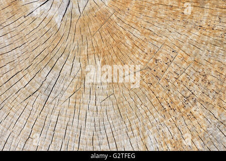 Abstrakte Hintergrundtextur frisch Kettensäge Schnittholz Stockfoto